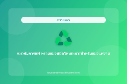 แมวกับการแพ้ ทรายแมวชนิดไหนเหมาะสำหรับแมวแพ้ง่าย