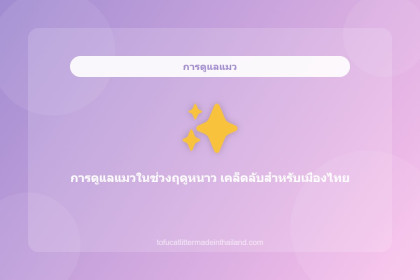 การดูแลแมวในช่วงฤดูหนาว เคล็ดลับสำหรับเมืองไทย