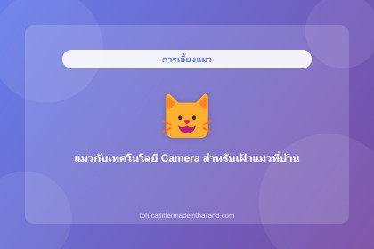 แมวกับเทคโนโลยี Camera สำหรับเฝ้าแมวที่บ้าน