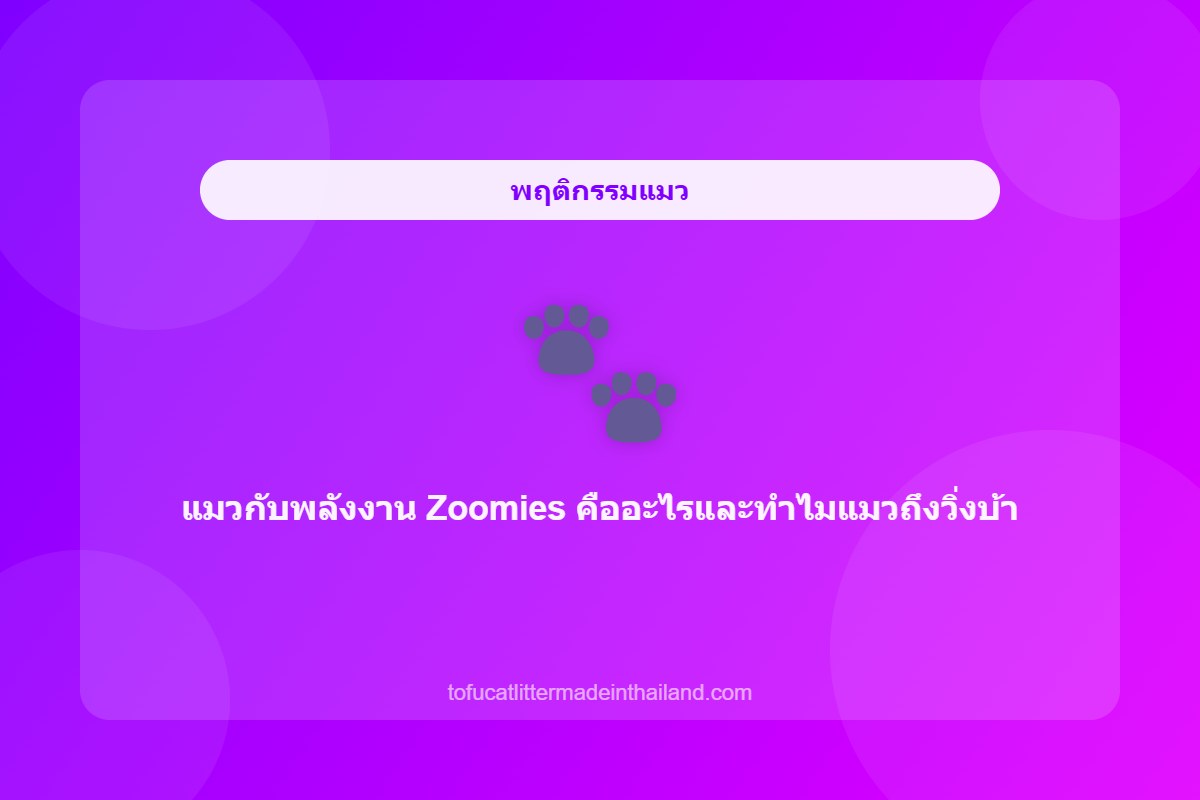 แมวกับพลังงาน Zoomies คืออะไรและทำไมแมวถึงวิ่งบ้า