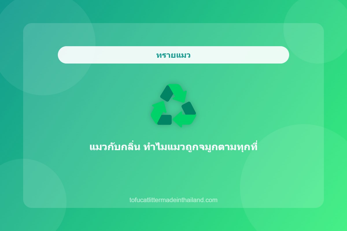 แมวกับกลิ่น ทำไมแมวถูกจมูกตามทุกที่