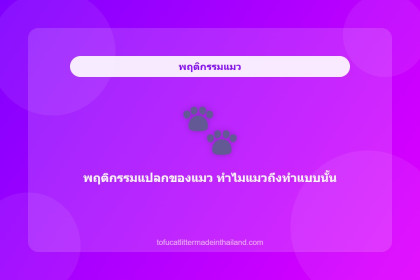 พฤติกรรมแปลกของแมว ทำไมแมวถึงทำแบบนั้น