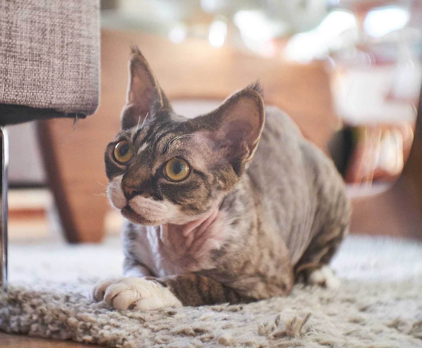 Tofu Cat Litter